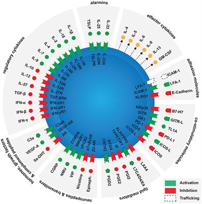 Social Networking of Group Two Innate Lymphoid Cells in Allergy and Asthma